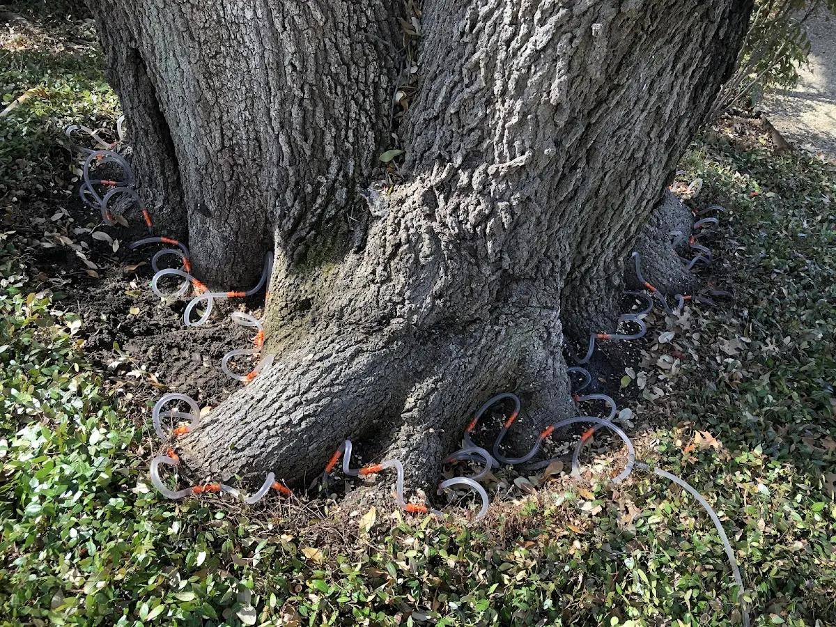 Detailed Tree Cabling and Bracing job site in Catonsville