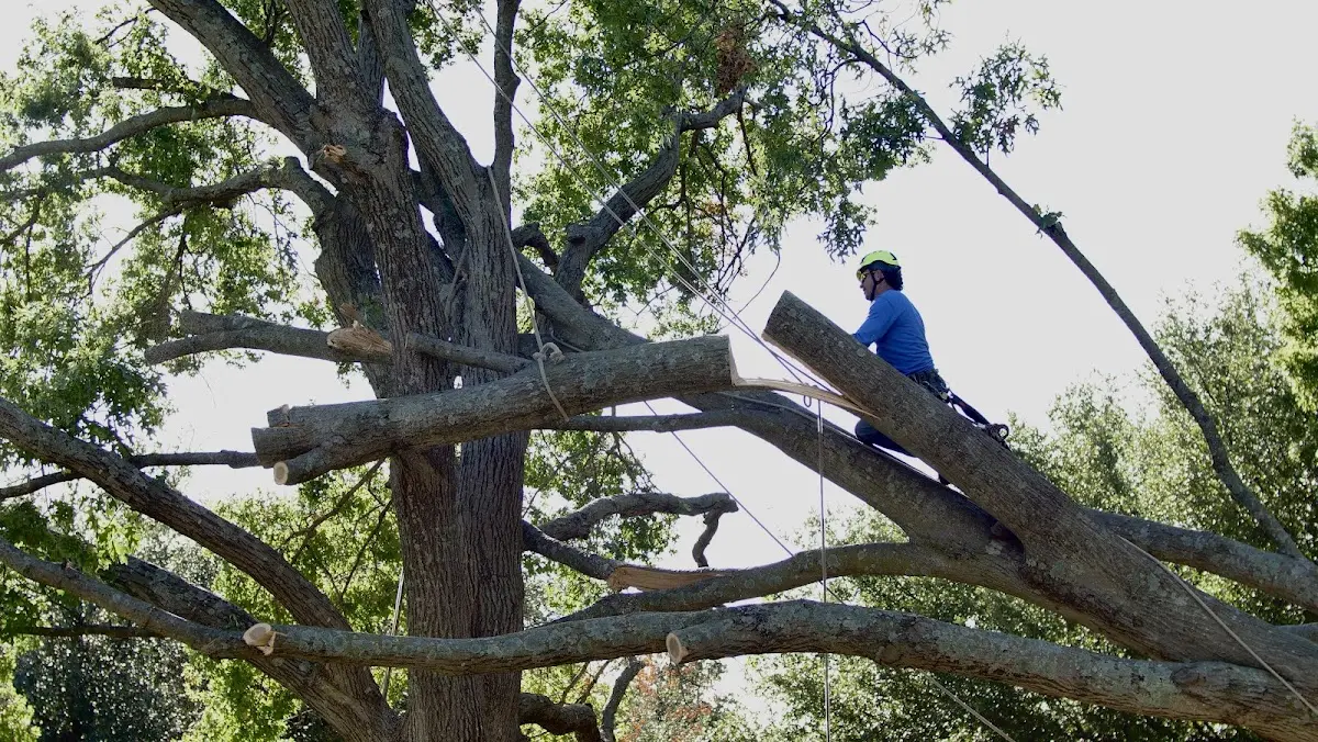 Professional Crown Thinning performed by certified arborists in Catonsville