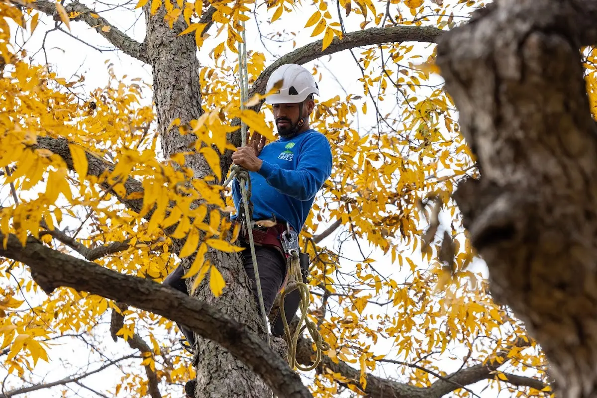 Skilled Tree Planing crew working in Catonsville